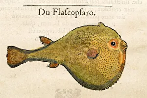 Puffy fish Antique 16th Century illustration Puffy fish Antique 16th Century illustration
