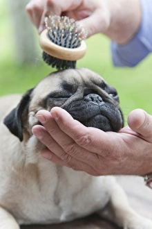 Pug brush deals