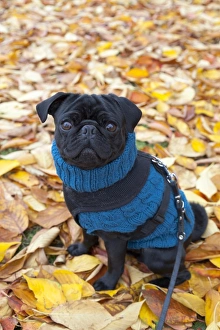 Pug wearing a blue sweater sitting on autumn leaves Pug wearing a blue sweater sitting on autumn leaves