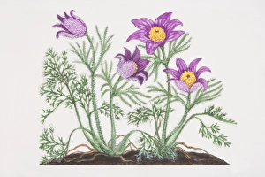 Pulsatilla vulgaris, Pasque Flowers growing in soil Pulsatilla vulgaris, Pasque Flowers growing in soil