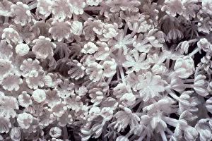 Nature wildlife/jeff rotman underwater photography/pulsing xenia coral xenia umbellata Nature wildlife/jeff rotman underwater photography/pulsing xenia coral xenia umbellata