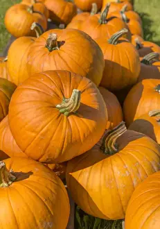 Autumnal Pumpkin Display Prints: Pumpkins, Austria