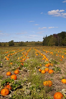 Pumpkins in the field at harvest time, Granby, Eastern Townships, Quebec Province, Canada Pumpkins in the field at harvest time, Granby, Eastern Townships, Quebec Province, Canada