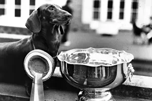 Cute Dog Photos Prints: Pup Of The Year