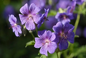 Purple blossoms of Meadow cranesbill (Geranium pratense) Purple blossoms of Meadow cranesbill (Geranium pratense)