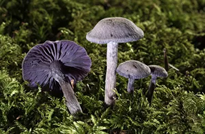 Purple Laccaria Amethystea -Laccaria amethystea-, Untergroeningen, Baden-Wuerttemberg Purple Laccaria Amethystea -Laccaria amethystea-, Untergroeningen, Baden-Wuerttemberg