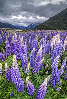 Purple lupins with pink tips -Lupinus- at Arthurs Pass National Park, vast valley at back Purple lupins with pink tips -Lupinus- at Arthurs Pass National Park, vast valley at back