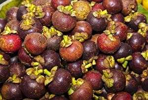 Purple Mangosteen -Garcinia mangostana-, market in the market halls, Singaraja, North Bali, Bali, Indonesia Purple Mangosteen -Garcinia mangostana-, market in the market halls, Singaraja, North Bali, Bali, Indonesia