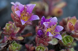 Purple Saxifrage -Saxifraga oppositifolia L.-, Carinthia, Austria Purple Saxifrage -Saxifraga oppositifolia L.-, Carinthia, Austria