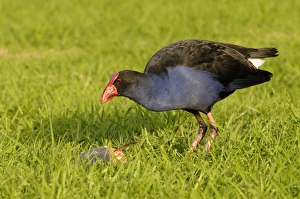Purple swamphen (Porphyrio porphyrio), Australia Purple swamphen (Porphyrio porphyrio), Australia
