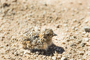 Quail -Coturnix coturnix- chick sitting on gravel road, Namibia Quail -Coturnix coturnix- chick sitting on gravel road, Namibia