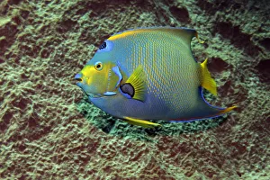 Queen Angelfish -Holacanthus ciliaris- in front of sponge, Little Tobago, Trinidad and Tobago Queen Angelfish -Holacanthus ciliaris- in front of sponge, Little Tobago, Trinidad and Tobago