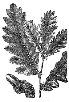 Quercus cerris, the Turkey oak or Austrian oak Quercus cerris, the Turkey oak or Austrian oak