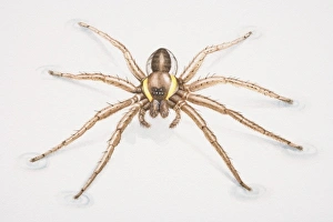 Raft Spider, Dolomedes fimbriatus, close up Raft Spider, Dolomedes fimbriatus, close up