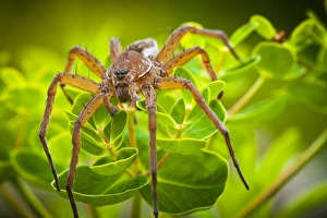 Raft Spider -Dolomedes fimbriatus- on Marsh Spurge -Euphorbia palustris-, Strobitzer Badesee, Cottbus, Brandenburg Raft Spider -Dolomedes fimbriatus- on Marsh Spurge -Euphorbia palustris-, Strobitzer Badesee, Cottbus, Brandenburg