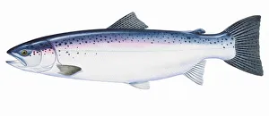 Rainbow trout (Oncorhynchus mykiss), Redband trout, Steelhead Trout Rainbow trout (Oncorhynchus mykiss), Redband trout, Steelhead Trout