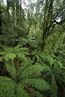 Rainforest, Great Otway National Park, Australia Rainforest, Great Otway National Park, Australia