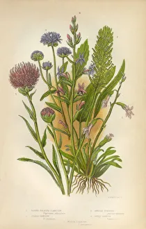 Rampion, Wildflower, Scabious, Honeysuckle, Victorian Botanical Illustration Rampion, Wildflower, Scabious, Honeysuckle, Victorian Botanical Illustration