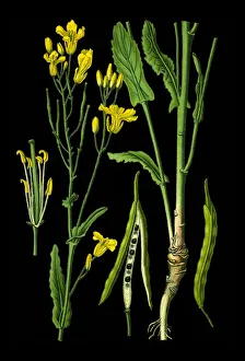 Magical world illustration/botanical illustrations medicinal herbal plant illustrations/rapeseed Magical world illustration/botanical illustrations medicinal herbal plant illustrations/rapeseed