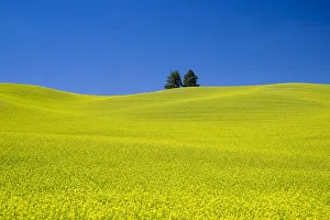 Rapeseed (Brassica napus) field with blue sky, Palouse farm, Washington State, USA Rapeseed (Brassica napus) field with blue sky, Palouse farm, Washington State, USA