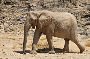 Rare Namibian Desert Elephant -Loxodonta africana-, Hoanib River, Namib desert, Kaokoland Rare Namibian Desert Elephant -Loxodonta africana-, Hoanib River, Namib desert, Kaokoland