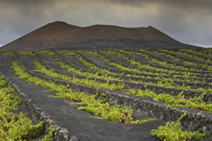 Rare rain clouds, worldwide unique viniculture, vines growing in dry pits on volcanic ash Rare rain clouds, worldwide unique viniculture, vines growing in dry pits on volcanic ash