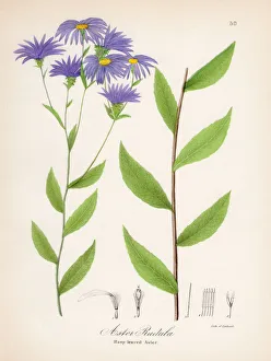 Rasp leaved aster botanical engraving 1843 Rasp leaved aster botanical engraving 1843