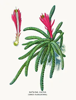 <b class=qtipBold><figcaption>Rat's tail Cereus cactus</figcaption></b><br>Photo of an original Fine Lithograph from the Favourite Flowers of Garden & Greenhouse by Edward Step published in 1897 in London. Rat's tail Cereus cactus