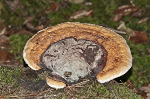 Red Banded Polypore -Fomitopsis pinicola-, Untergroningen, Abtsgmuend, Baden-Wurttemberg, Germany Red Banded Polypore -Fomitopsis pinicola-, Untergroningen, Abtsgmuend, Baden-Wurttemberg, Germany