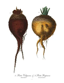 Red Beet & Sugar Beet, Root Crops and Vegetables, Victorian Botanical Illustration Red Beet & Sugar Beet, Root Crops and Vegetables, Victorian Botanical Illustration