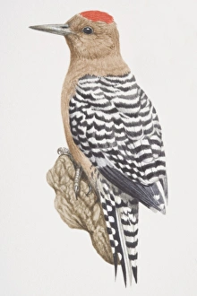 Red-bellied Woodpecker (Melanerpes carolinus), black and white striped bird with a reddish brown belly Red-bellied Woodpecker (Melanerpes carolinus), black and white striped bird with a reddish brown belly