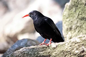 Red-billed Chough (Pyrrhocorax pyrrhocorax), Alpine Zoo Innsbruck, Tyrol, Austria, Europe Red-billed Chough (Pyrrhocorax pyrrhocorax), Alpine Zoo Innsbruck, Tyrol, Austria, Europe