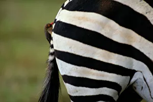 Red-billed oxpecker on Grants zebra (Equus burchelli boehmi)haunch Red-billed oxpecker on Grants zebra (Equus burchelli boehmi)haunch