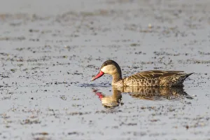 Red-billed teal -Anas erythrorhyncha-, Etosha National Park, Namibia, Africa Red-billed teal -Anas erythrorhyncha-, Etosha National Park, Namibia, Africa