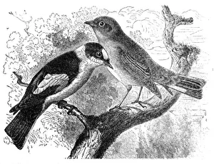Red-Breasted Flycatcher - Muscicapa parva and Brown Flycatcher - Muscicapa collaris Red-Breasted Flycatcher - Muscicapa parva and Brown Flycatcher - Muscicapa collaris