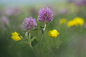 Red Clover -Trifolium pratense- and Buttercup -Ranunculus acris- Red Clover -Trifolium pratense- and Buttercup -Ranunculus acris-