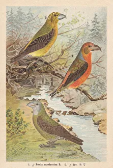 Red crossbill (Loxia curvirostra), chromolithograph, publishe in 1896 Red crossbill (Loxia curvirostra), chromolithograph, publishe in 1896