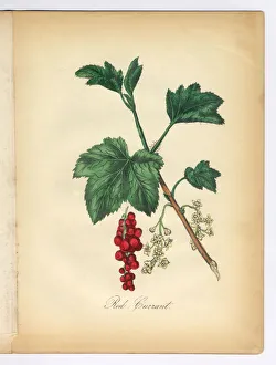 Red Currant Victorian Botanical Illustration Red Currant Victorian Botanical Illustration