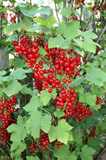 Red currants -Ribes rubrum-, garden fruit, Allgaeu, Bavaria, Germany, Europe Red currants -Ribes rubrum-, garden fruit, Allgaeu, Bavaria, Germany, Europe