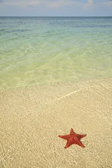 Red cushion sea star -Oreaster reticulatus-, protected species, Playa Ancon beach, near Trinidad, Cuba, Caribbean Red cushion sea star -Oreaster reticulatus-, protected species, Playa Ancon beach, near Trinidad, Cuba, Caribbean