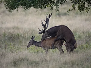Red Deer -Cervus elaphus-, couple mating, Copenhagen, Denmark Red Deer -Cervus elaphus-, couple mating, Copenhagen, Denmark