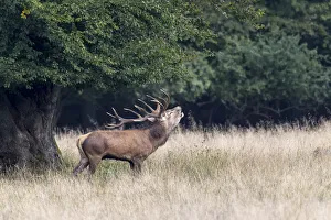 Red Deer -Cervus elaphus- stag bugling in rut, Copenhagen, Denmark Red Deer -Cervus elaphus- stag bugling in rut, Copenhagen, Denmark