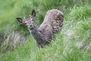 Red Deer -Cervus elaphus-, young stag in velvet, moulting, Stubai Valley, Tyrol, Austria Red Deer -Cervus elaphus-, young stag in velvet, moulting, Stubai Valley, Tyrol, Austria