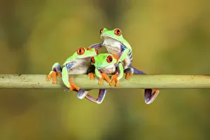 Three Red Eye Tree Frogs posing for camera Three Red Eye Tree Frogs posing for camera