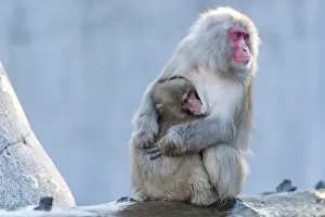Animals In Captivity Photos Prints: Red-faced Macaque -Macaca fuscata- with young, Wilhelma, Stuttgart, Germany, Europe