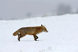 Red Fox -Vulpes vulpes-, during the rut season in February, Sinite Kamani Nature Park Red Fox -Vulpes vulpes-, during the rut season in February, Sinite Kamani Nature Park