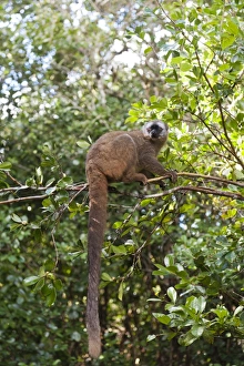 Red-fronted Lemur -Eulemur rufifrons-, with a long drooping tail, Ranomafana National Park, Madagascar Red-fronted Lemur -Eulemur rufifrons-, with a long drooping tail, Ranomafana National Park, Madagascar