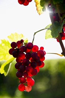 Red Gutedel grapes with backlighting, Markgraeflerland region, Baden-Wurttemberg, Germany, Europe Red Gutedel grapes with backlighting, Markgraeflerland region, Baden-Wurttemberg, Germany, Europe