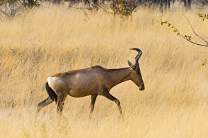Red hartebeest, -Alcelaphus buselaphus- walking through the dry grass, Etosha National Park, Namibia Red hartebeest, -Alcelaphus buselaphus- walking through the dry grass, Etosha National Park, Namibia