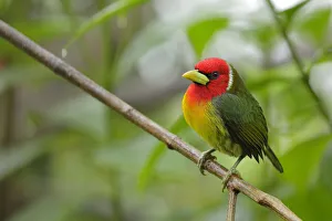 Red-headed Barbet male (Eubucco bourcierii) Red-headed Barbet male (Eubucco bourcierii)